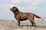 LABRADOR 506